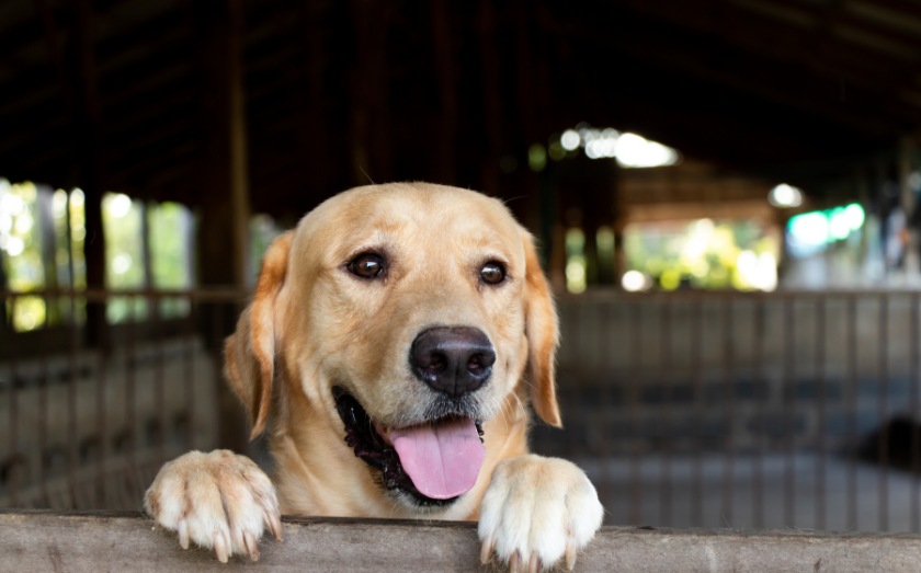 How To Act If A Dog Bites You