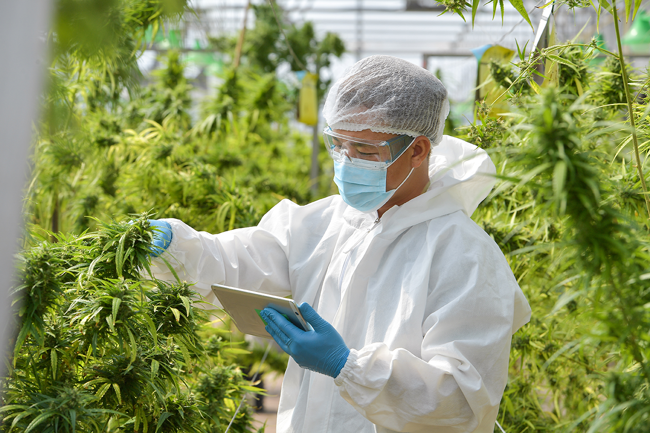 cannabis news