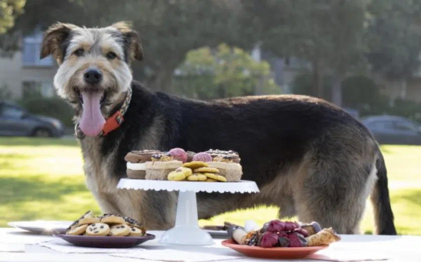 11 ways to own a pet franchise