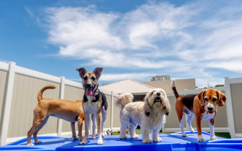 11 ways to own a pet franchise