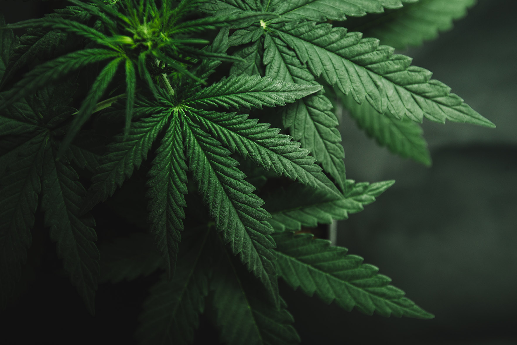 Cannabis franchise