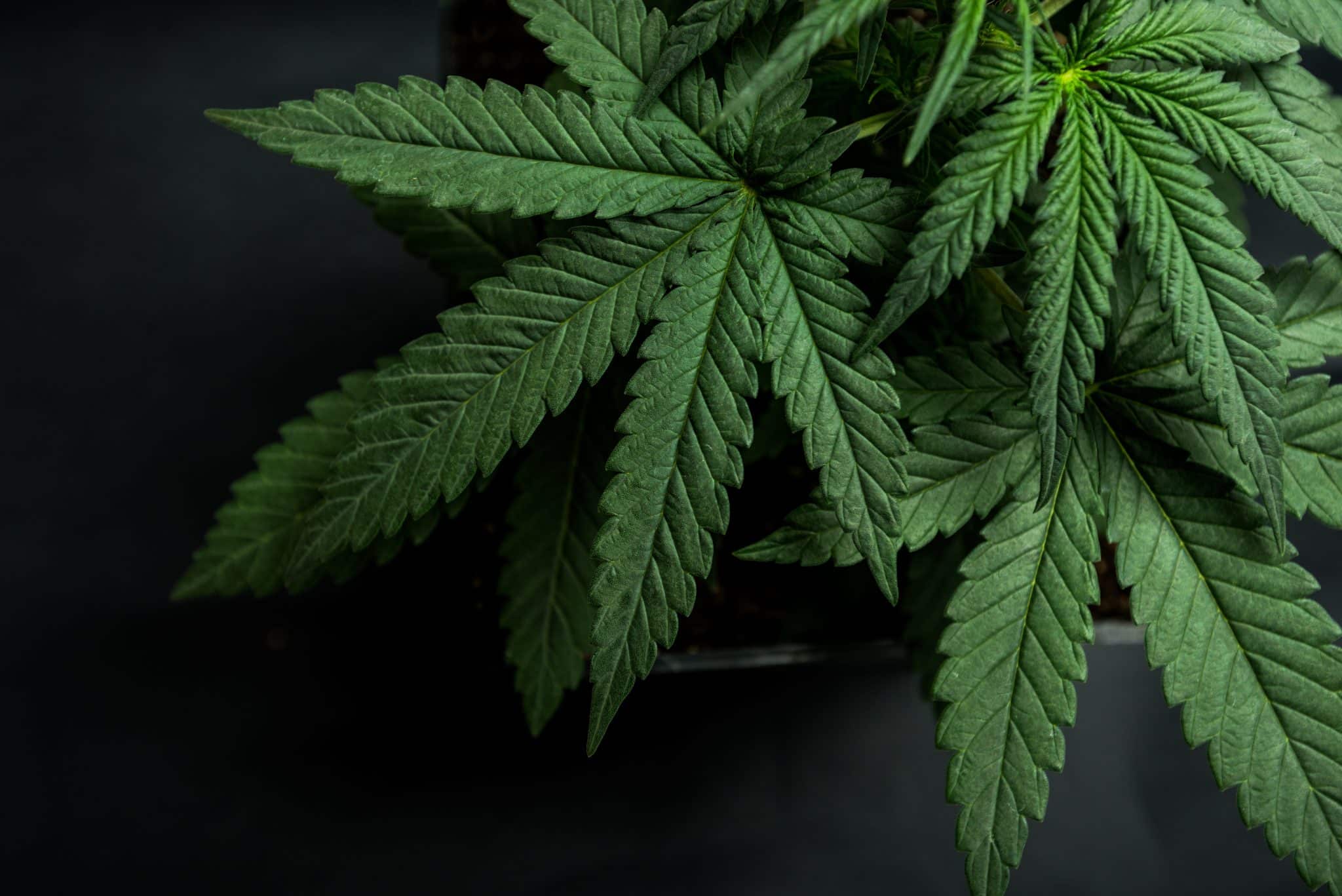 Cannabis and Franchising
