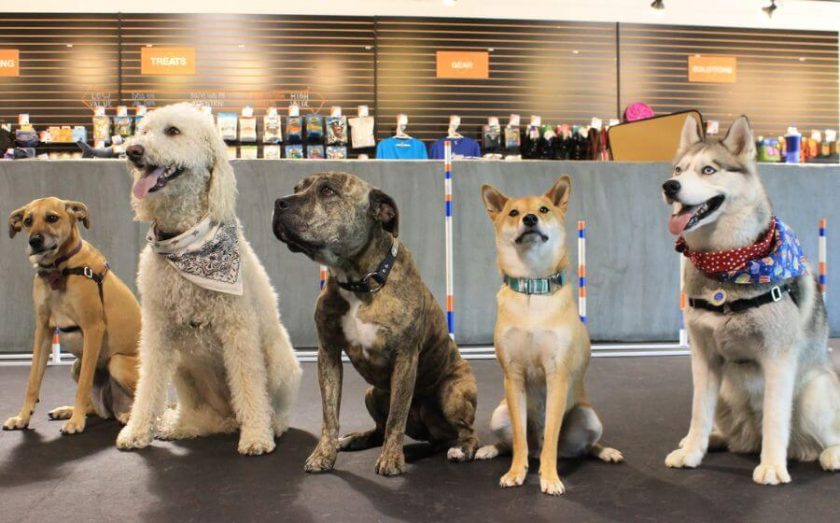 Pet industry trends in 2023 FRANCHISE NEWS FINAL