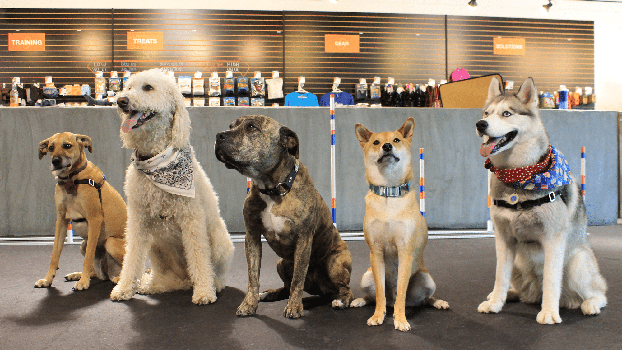 Pet Franchises Lead the Pack in 2023