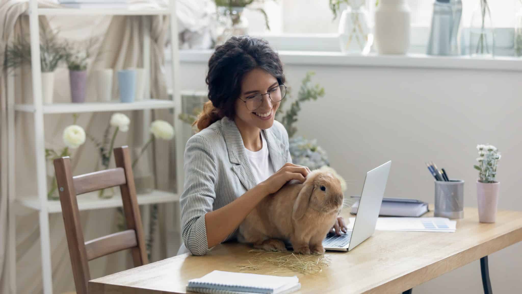 year of the rabbit and franchising