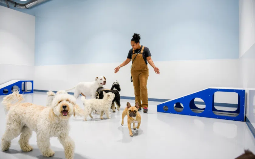 Dogdrop franchise