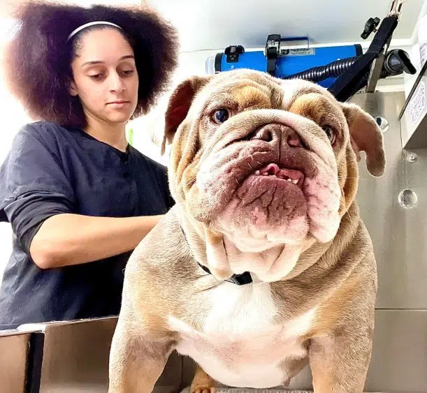 zoomin groomin franchise