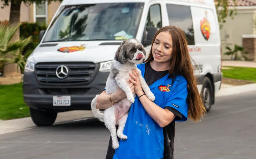 Top pet franchise opportunities