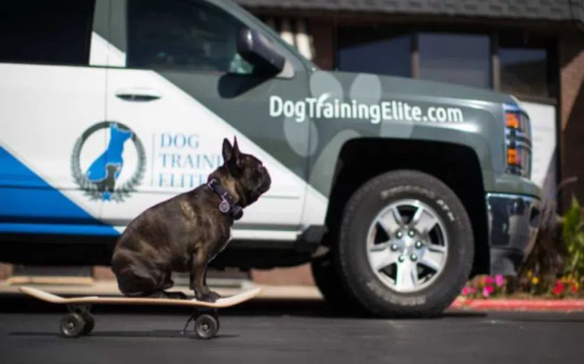 Top pet franchise opportunities