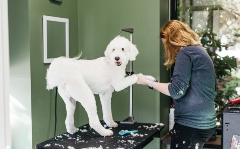 What are the Top Pet Franchise Opportunities? Bubbly Paws