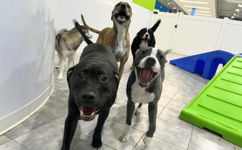 What are the Top Pet Franchise Opportunities?