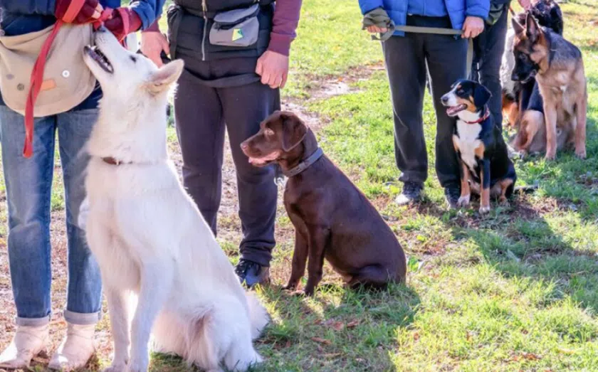 Top pet franchise opportunities