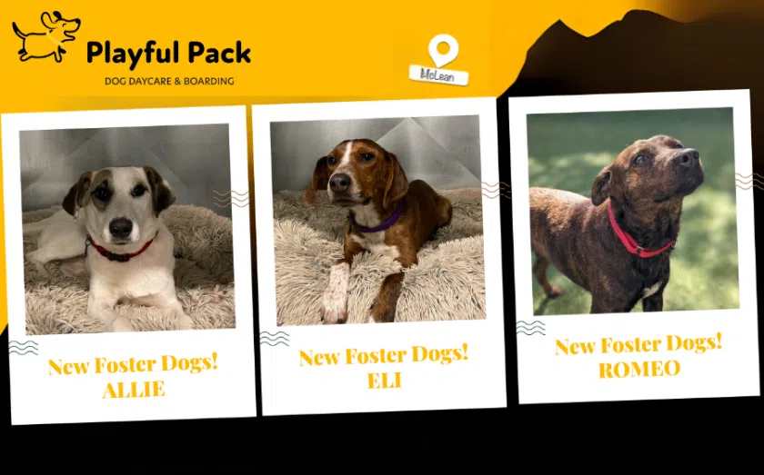 Playful Pack franchise business