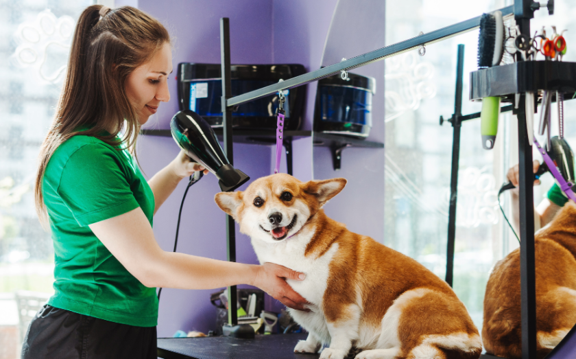 Franchise News: the ultimate guide to pet franchising