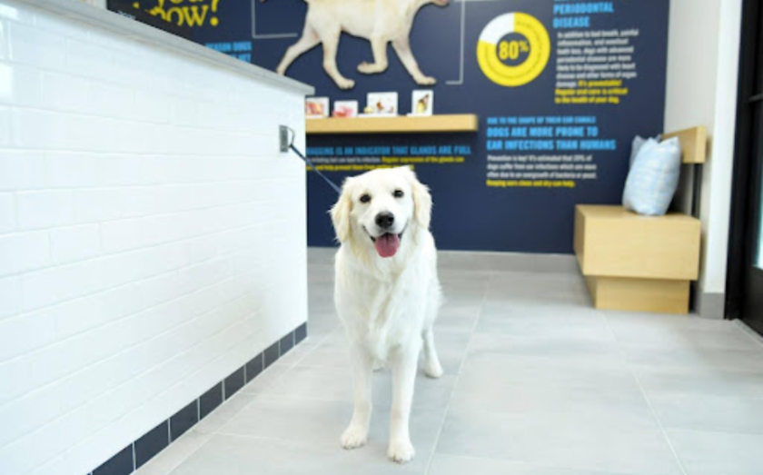 Scenthound franchise opportunity