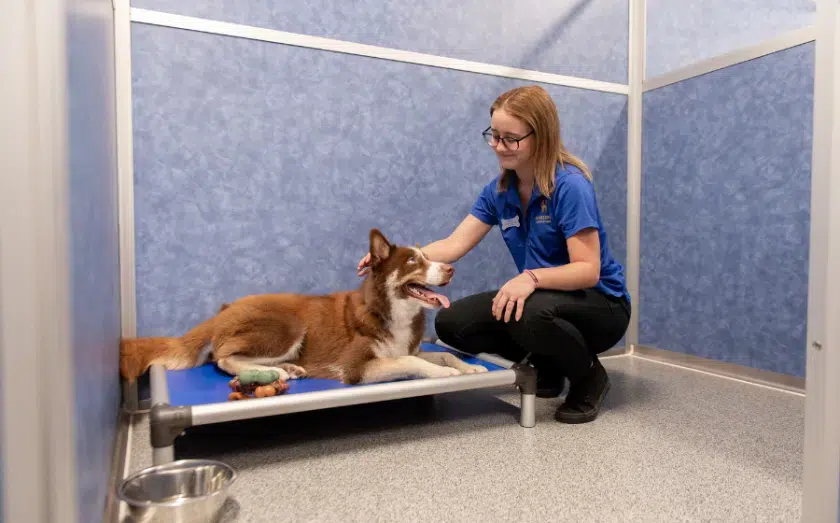 K9 Resorts franchise