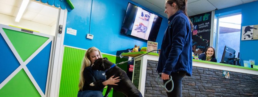 Franchise news: Pet franchise remains optimistic through COVID-19