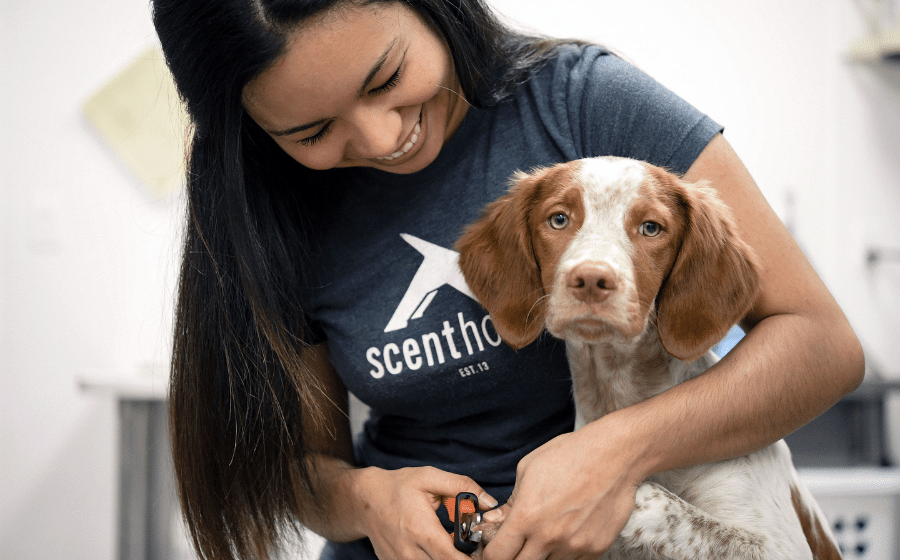 Scenthound Franchise Expands as Pet Wellness Booms Across the U.S.