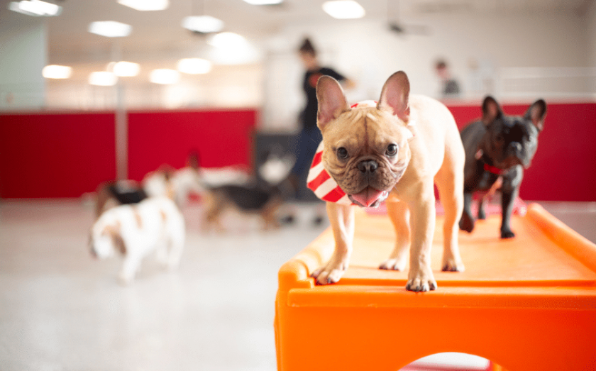 Dog Stop franchise OPTION 3