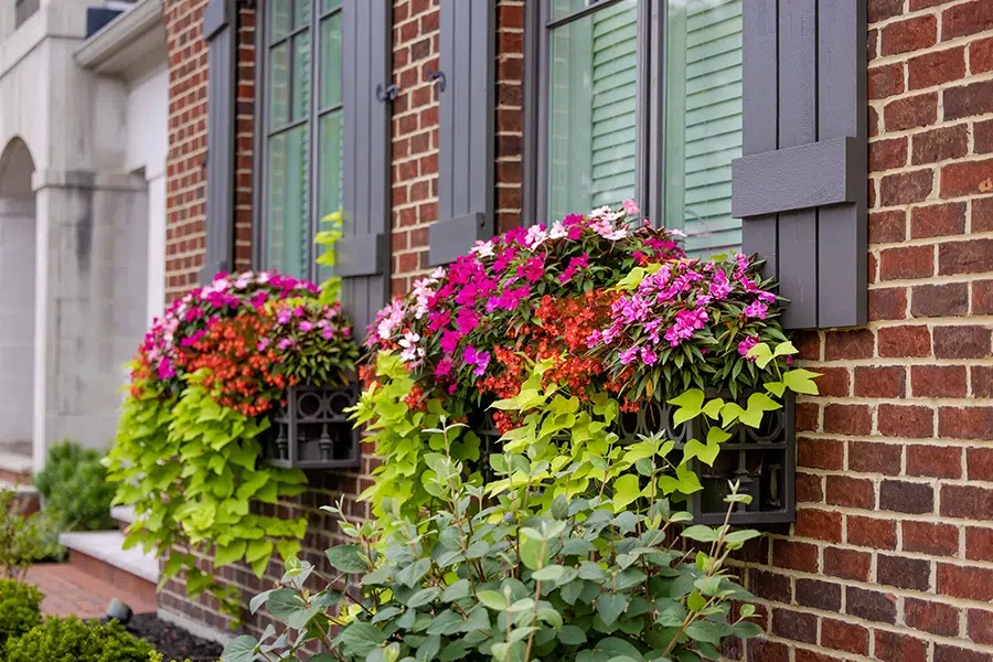 WOW Windowboxes option 1