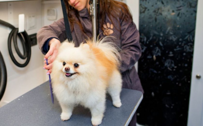 DapperTails mobile grooming franchise
