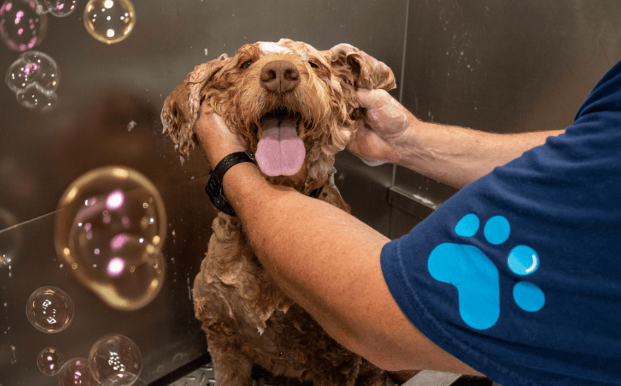 Zoomin Groomin is Shaping the Future of Mobile Grooming